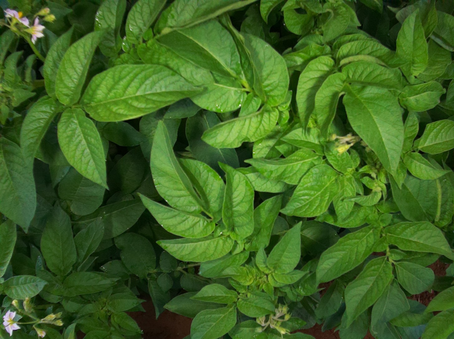 Grower using the mobile app in the field